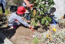 ENTRONCAMENTO | Dia Mundial da Árvore comemorado nas Escolas