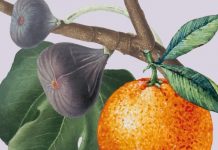 Município de Torres Novas promove Feira dos Produtos da Terra