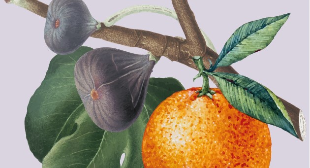 cartazFeiraProdutosdaTerra-051pag