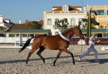 GOLEGÃ | “Nora das Faias” e “Irina-F” campeãs na ExpoÉgua
