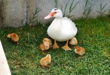 ENTRONCAMENTO | Pata da Praça Salgueiro Maia choca seis pintos