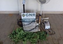 Chamusca | GNR apreende doze plantas de cannabis