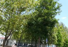 ENTRONCAMENTO | Árvore “engole” candeeiro e deixa rua às escuras