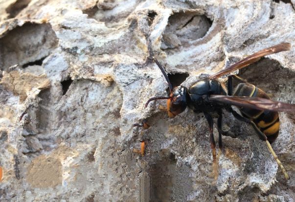 Vespa-Asiática-Cartaz-A3_InPixio