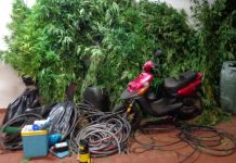 Abrantes | Homem de 47 anos detido por cultivo de plantas de cannabis