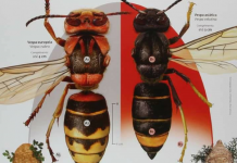 TOMAR | Município atento à proliferação da vespa asiática apela à colaboração de todos