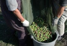 Mais 200 mil euros para apoiar a transformação e a comercialização de produtos agrícolas no Ribatejo Interior