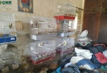Alcanena | Casal identificado por maus tratos a animais