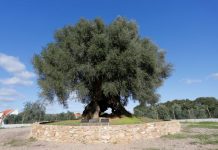Abrantes | Milenar Oliveira do Mouchão, em Mouriscas, candidata a Árvore do Ano 2020