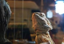 Santarém | Avisan recebeu 20.000 visitantes