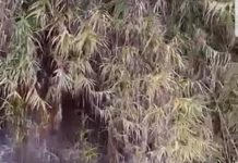 PSD Golegã denuncia descarga de águas poluentes no Tejo