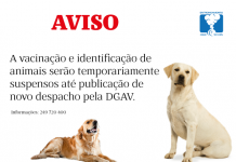 Entroncamento | Suspensão Temporária da Vacinação Antirrábica e Identificação Eletrónica de Animais