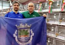 Equipa de criadores de aves da Golegã | Mundial de Ornitologia 2020 consagra Mandarins Brogueira