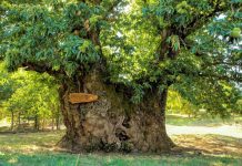 Vamos escolher a “Árvore Europeia do ano de 2020”