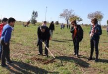 Entroncamento | Município realiza mais uma ação de arborização na “Cidade Nova”