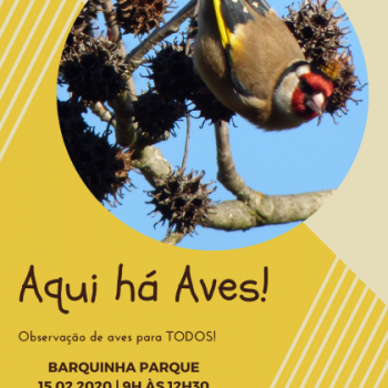 Aqui há Aves! Fev2020