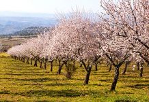 Março 2020 | Rota das Amendoeiras na Linha do Douro