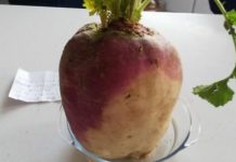 Entroncamento | Novo Fenómeno é um Nabo com cerca de 2kg