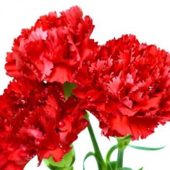 CravosVermelhos4corte