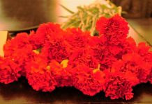 Entroncamento | Assista aqui às Comemorações do 46º Aniversário do 25 de Abril