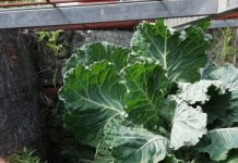 Mais um Fenómeno do Entroncamento | Couve nasce e cresce no interior de um poço