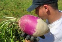 Mais um Fenómeno do Entroncamento | Cabeça de nabo com 1,700 Kg