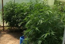 Tomar | GNR detém homem de 62 anos por cultivo de cannabis