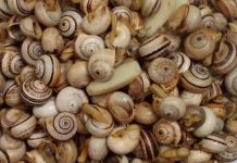 Entroncamento | Abriu a época dos caracóis no Vila Franca