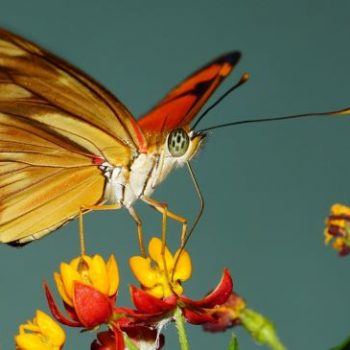 Aniversário Borboletário_IMG