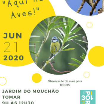 Aqui há Aves! 21.06.2020