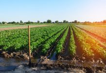 Covid-19 | Ministério da Agricultura reforça orientações específicas de prevenção da covid-19 para a época das colheitas agrícolas