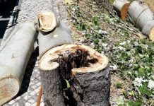 Entroncamento | Câmara abate três árvores do viaduto por oferecerem perigo, mas vai substitui-las