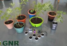 Alcanena | GNR detém jovem de 19 anos por cultivo de estupefacientes