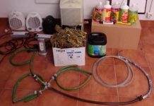 Ourém | Detido jovem de 22 anos por cultivo de estupefacientes