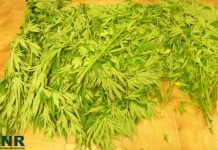 Ferreira do Zêzere | GNR detém homem de 52 anos por cultivo de estupefacientes