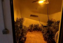 Tomar | Mulher de 49 anos detida pelo cultivo de estupefacientes