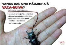 Eles andam à procura de vacas-ruivas e precisam da sua ajuda! Já ouviu falar da vaca-ruiva?
