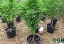 Ferreira do Zêzere | Detido por cultivo de estupefacientes