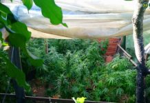 Tomar | Homem de 55 anos detido por cultivo de estupefacientes