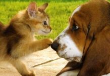 Município do Entroncamento lança Programa de Apoio à Esterilização de Animais de Companhia