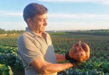 Entroncamento | Batata doce com 2,5 Kg é mais um fenómeno