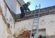 Entroncamento | Bombeiros salvam gato na Rua Vasco da Gama