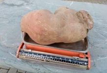Entroncamento | Mais uma batata doce de dimensões fenomenais 4,550 Kg