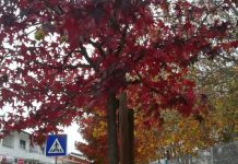 Entroncamento | Sem novos casos infetados com Covid-19 mas há mais 14 em vigilância ativa