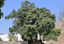 O Aves da Batalha e a 30POR1LINHA dão a conhecer os embaixadores dos bosques de carvalho-cerquinho na zona centro de Portugal