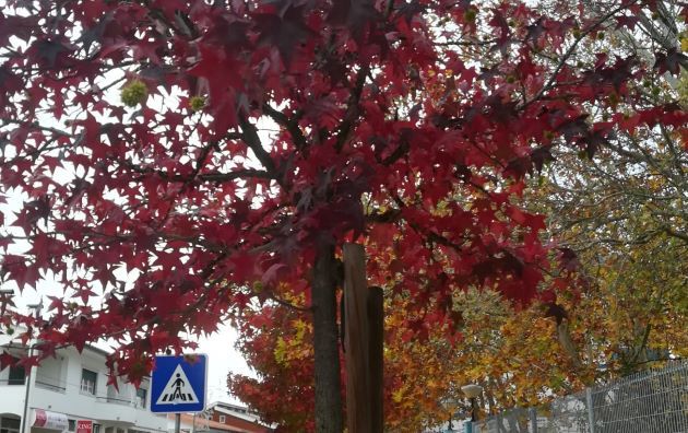 EntroncamentoCovid469