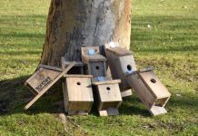 Torres Novas | Município instala ninhos artificiais nos jardins da cidade no âmbito do Projeto NAPA