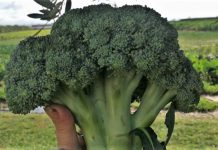 Mais um fenómeno do Entroncamento | Brócolo com 700 gr nasce na Quinta de Graça Marques