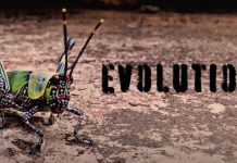 Miguel Matt lança novo single “Evolution”