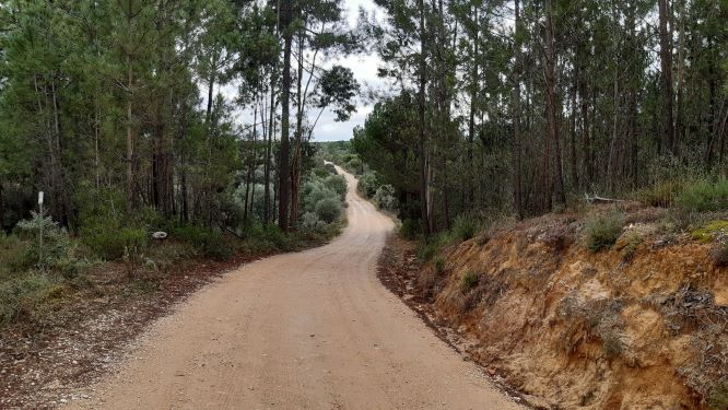 Estrada Fungalvaz Alburitel (Large) (2)